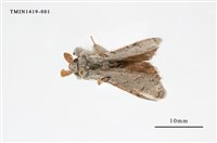 藏品(尖翅蛾科)的圖片